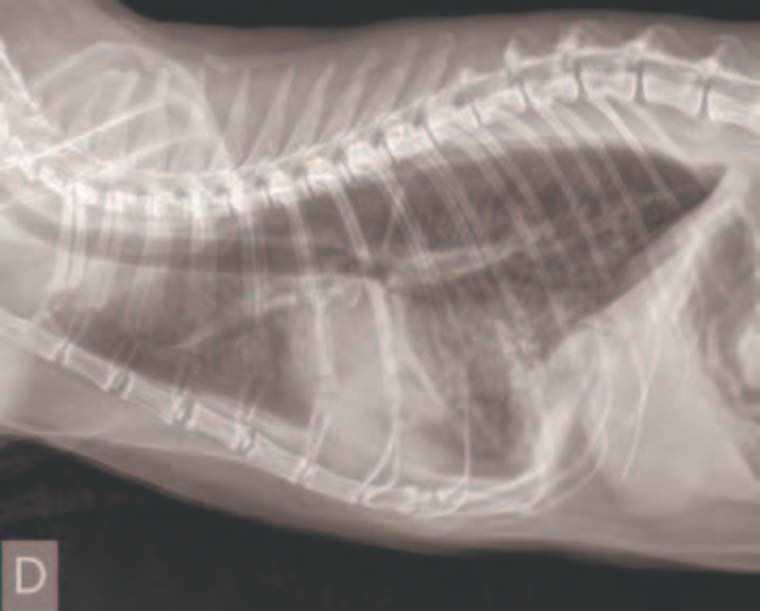 Cardiomyopathie hypertrophique féline