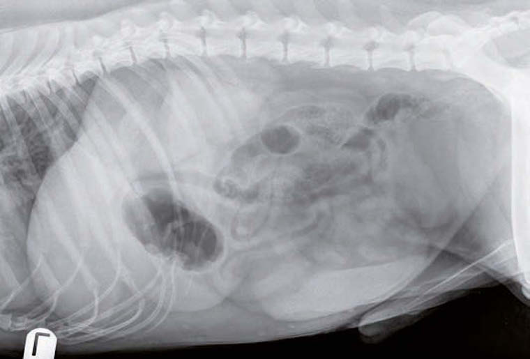 Diagnostic pancréatites canines