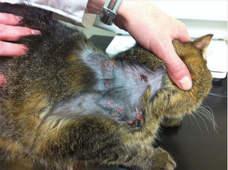 Conduite Diagnostique Du Syndrome De Cushing Felin