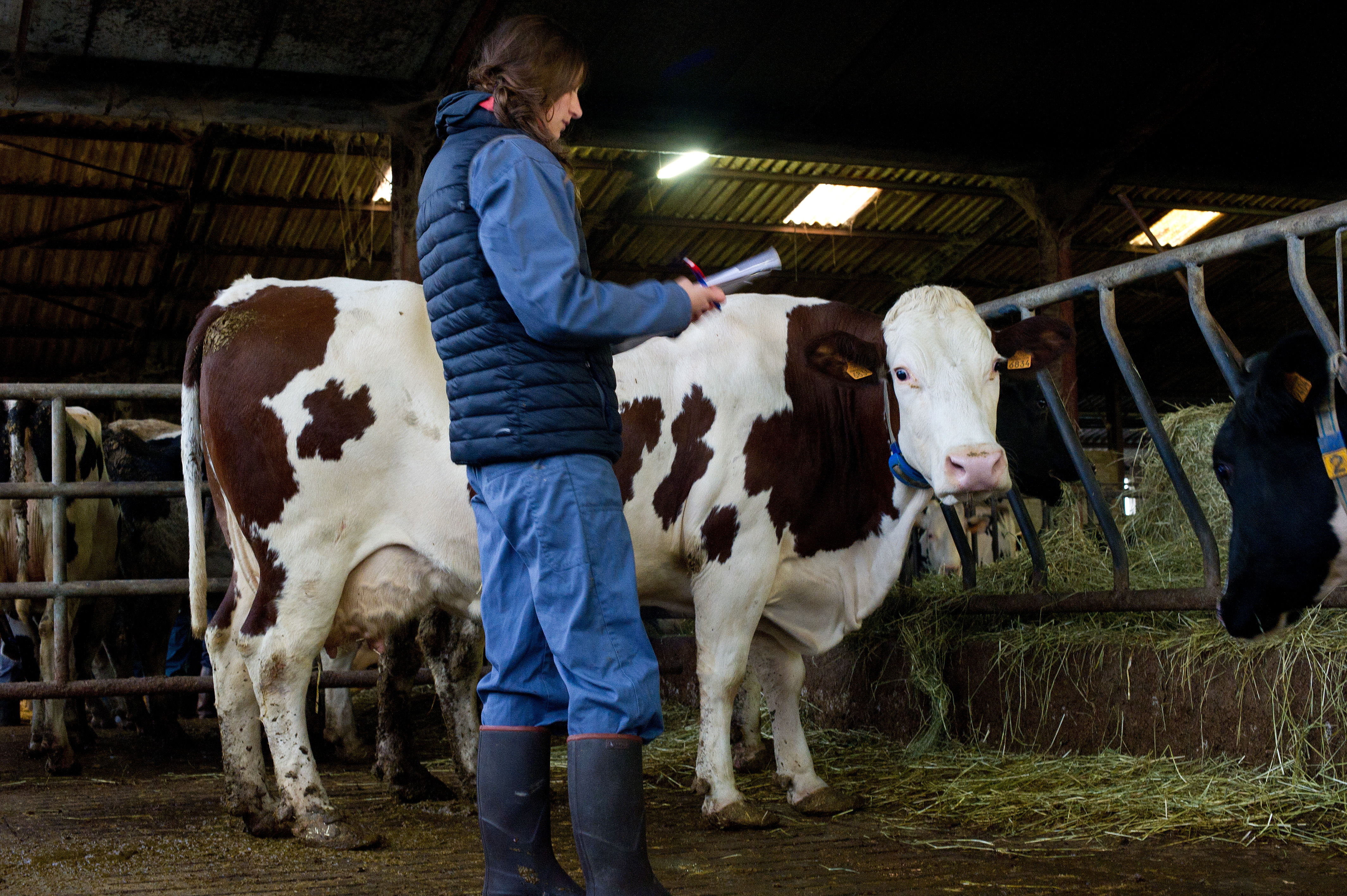 Stages Tutores Des Etudiants Veterinaires En Milieu Rural Un Succes