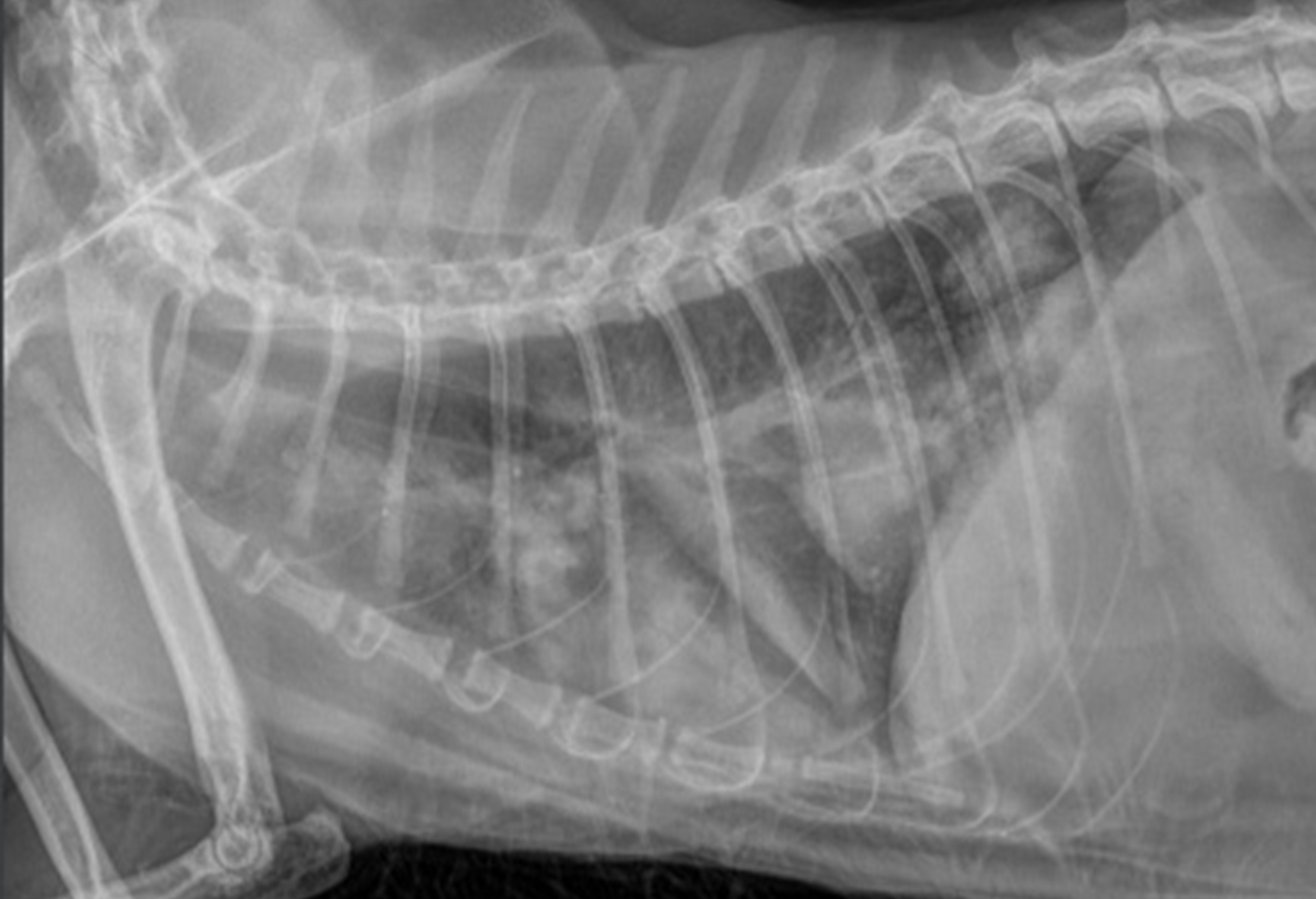 Toux Et Hyperthermie Chez Un Chat Quel Est Votre Diagnostic