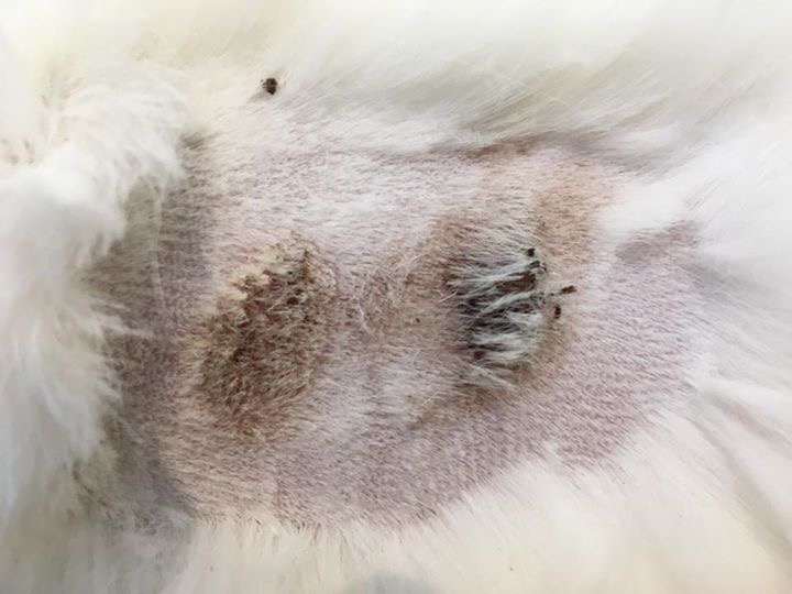 Dermatoses virales chez le chat : pas si rares