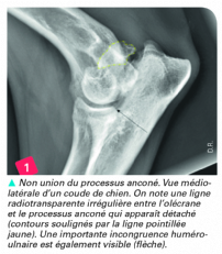 Bienvenue Sur La Depeche Veterinaire Bienvenue Sur La Depeche Veterinaire