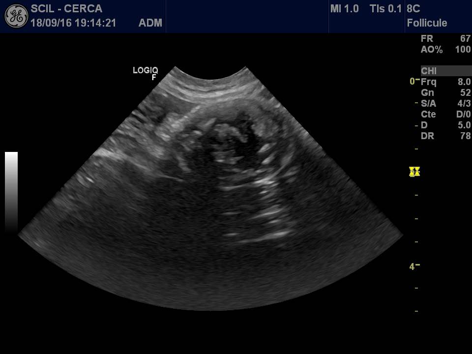 Une Suspicion De Gestation Extra Uterine Chez Une Chatte