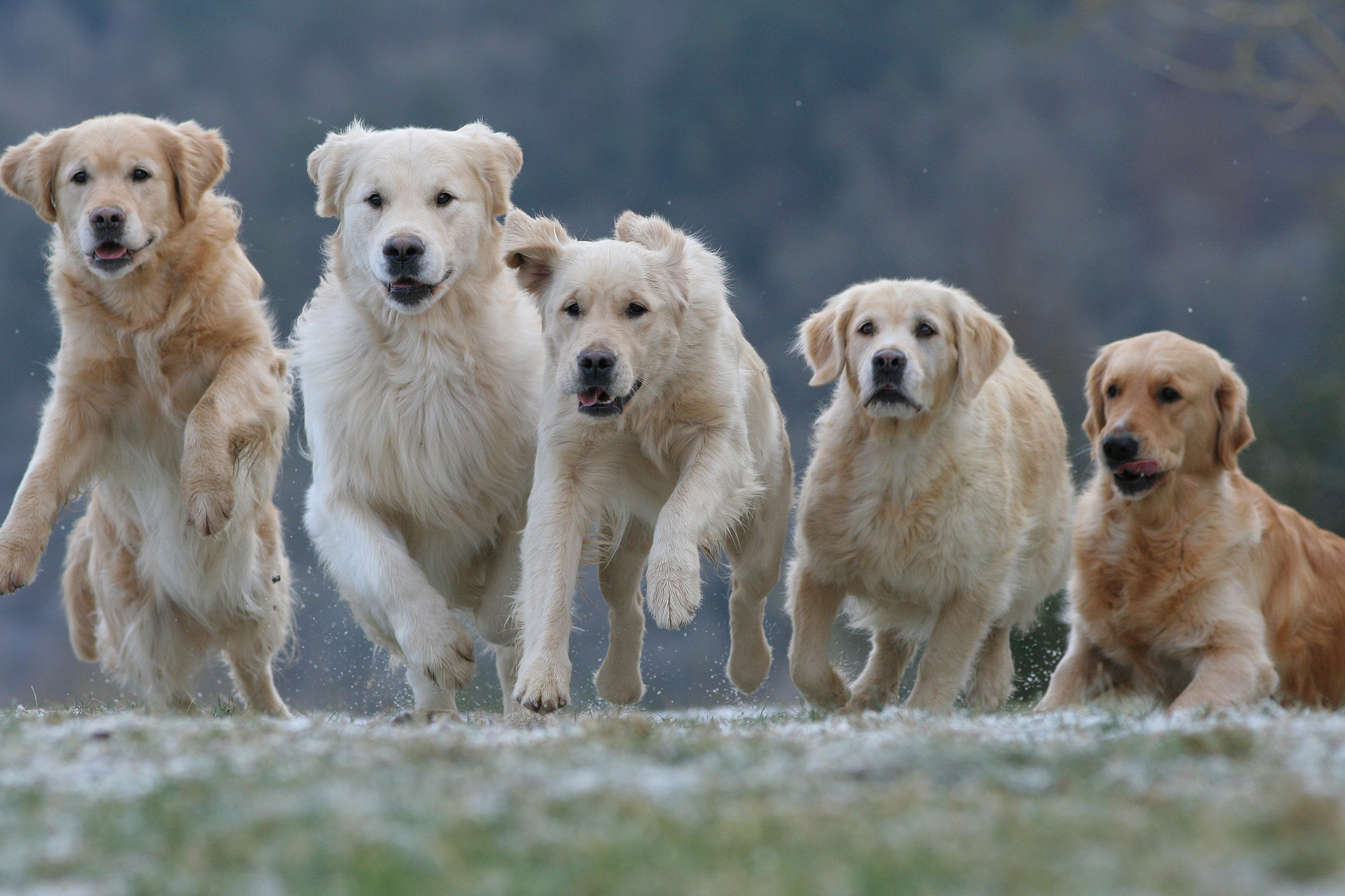 Golden retriever taurine clearance