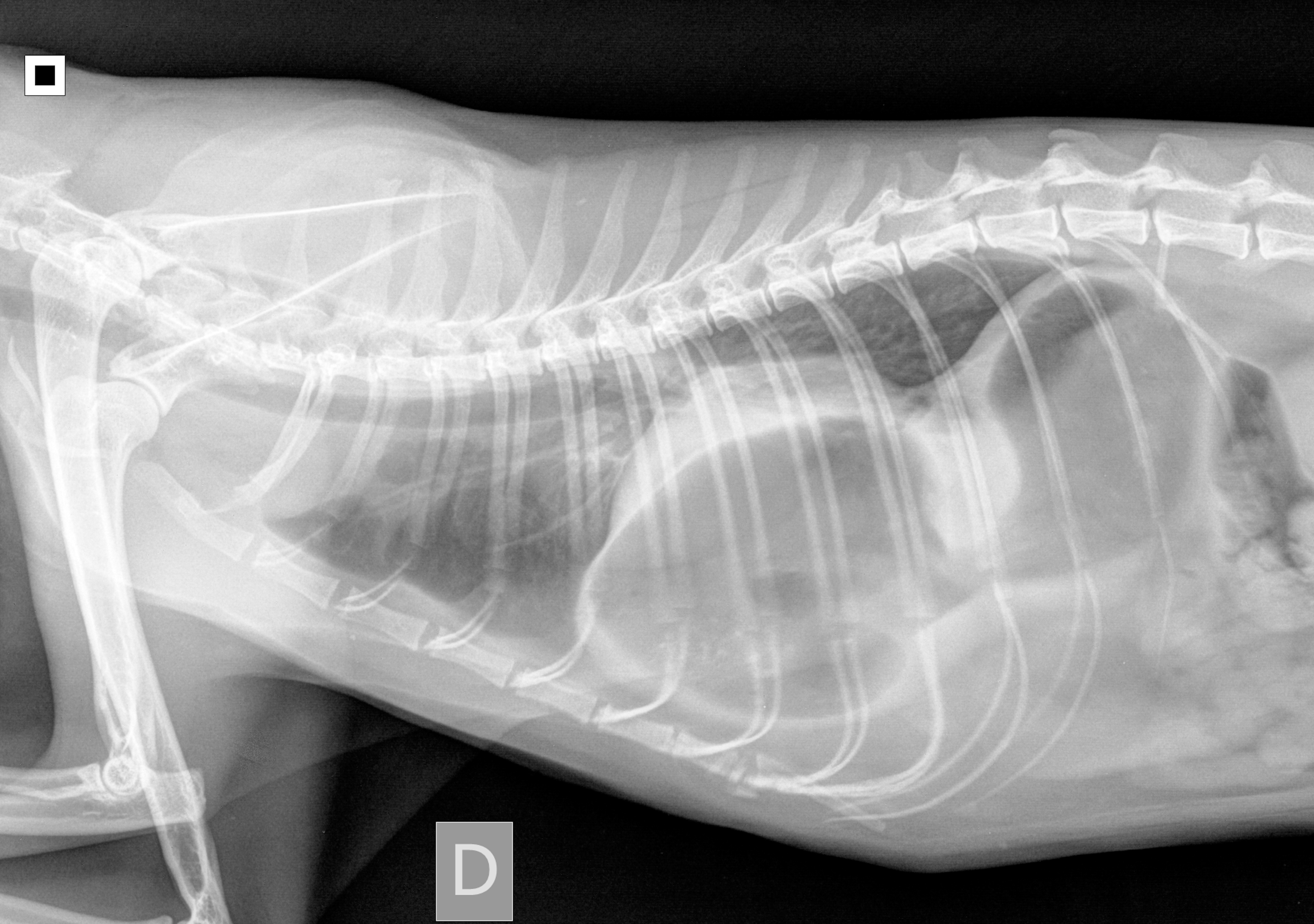Dyspnee Chez Un Chat Europeen Quel Est Votre Diagnostic