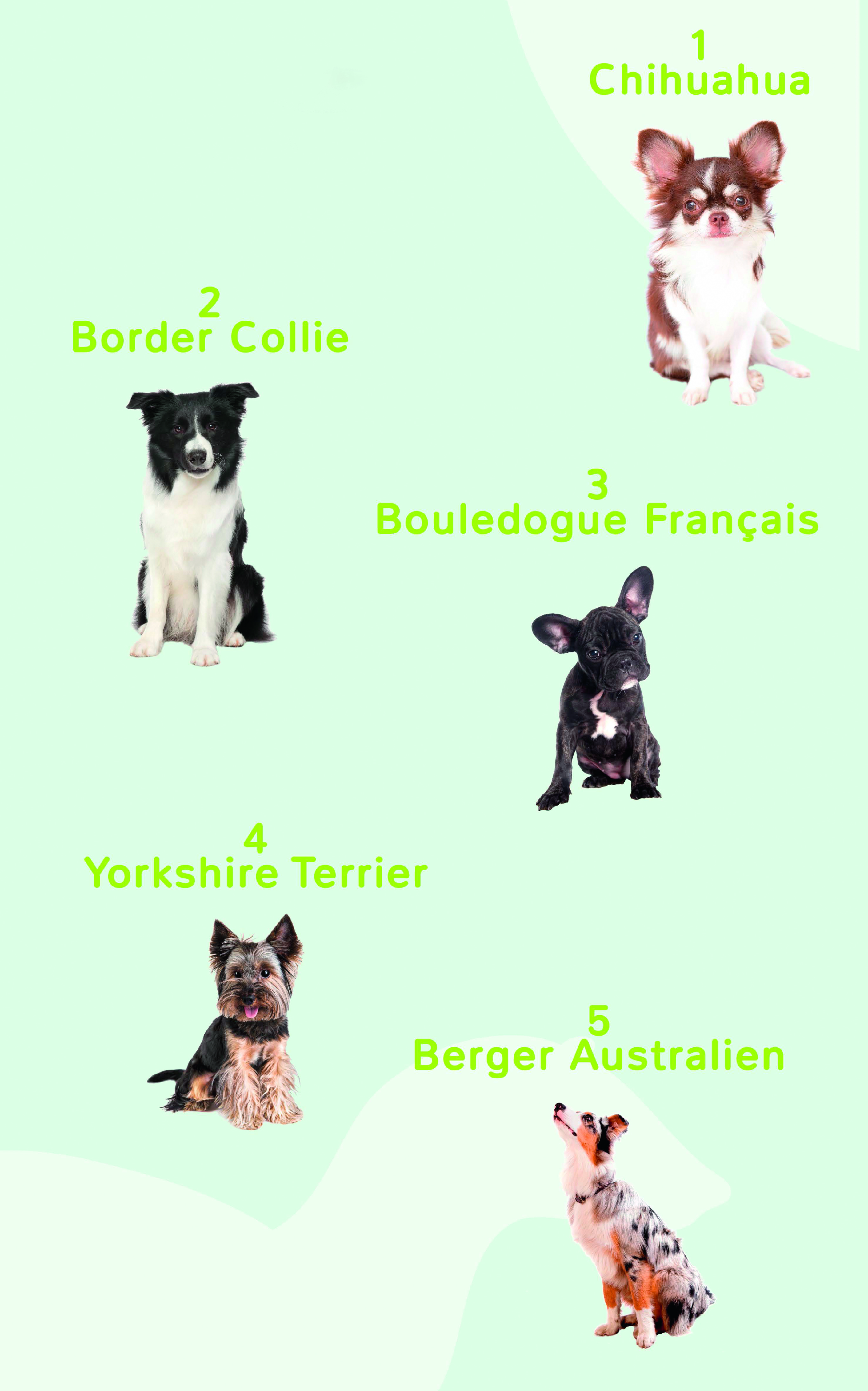 Lu0027identification des chats progresse, celle des chiens recule