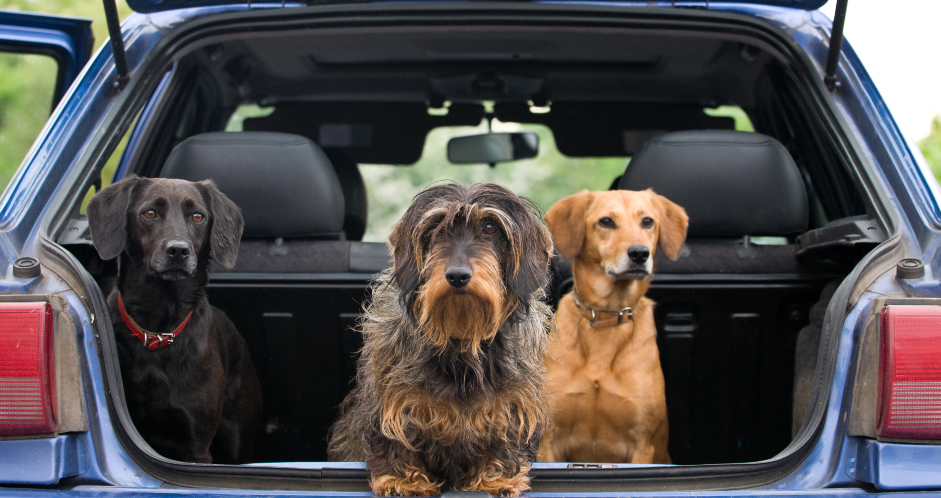 Brexit un impact sur les voyages des animaux de compagnie