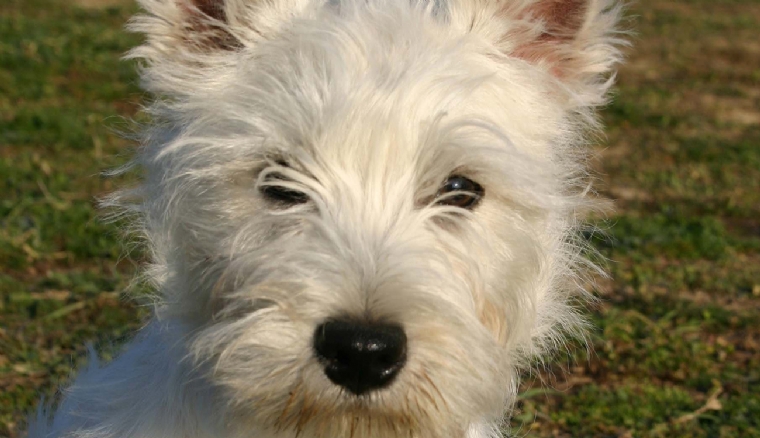 Mycobacterium nebraskense première description de lésions cutanées