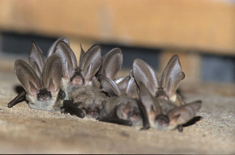 Porter Secours A Une Chauve Souris