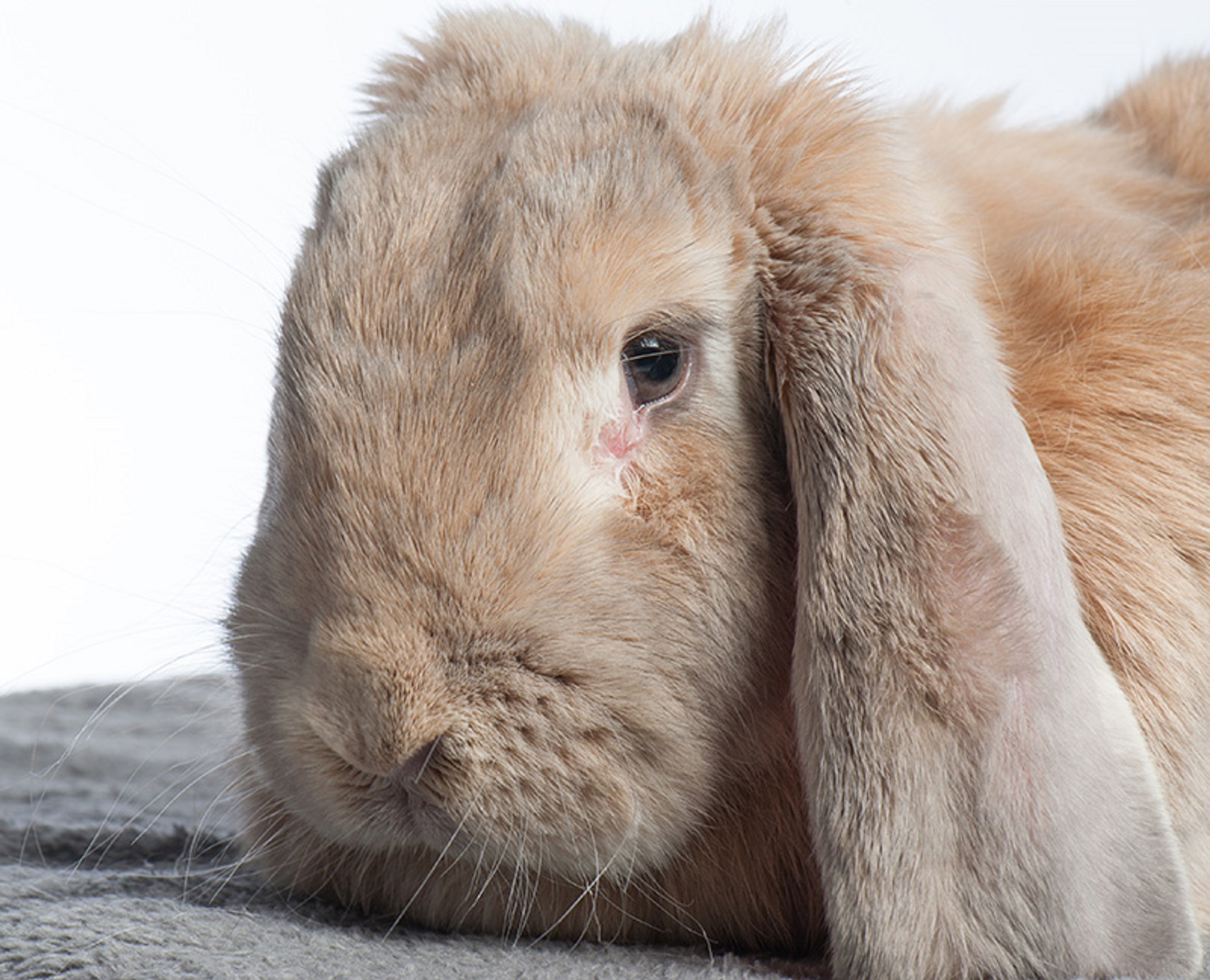 Oreille de lapin