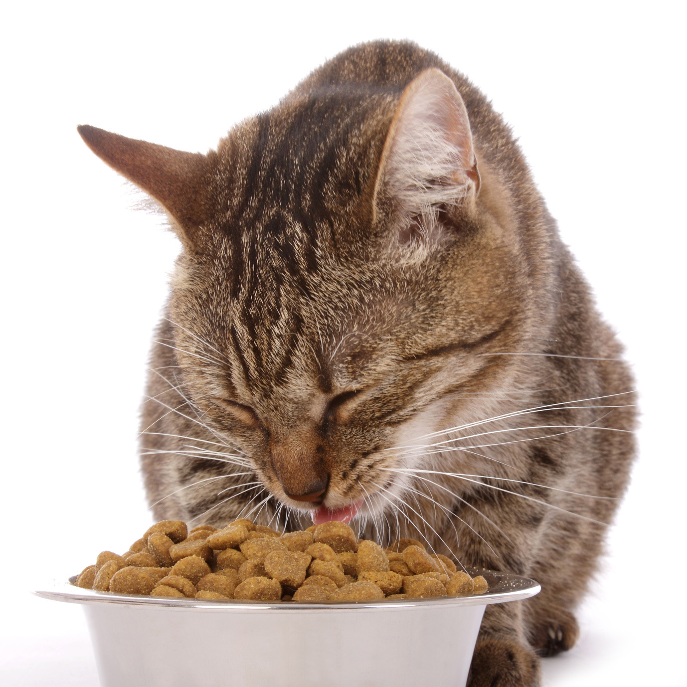 Можно кормить кошку разным кормом. Корм для кота. Еда для стерилизованных котов. Кошачий корм на столе. Корм для британцев.