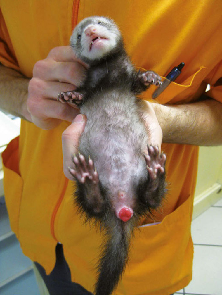 Les Causes De Diarrhee Chez Le Furet