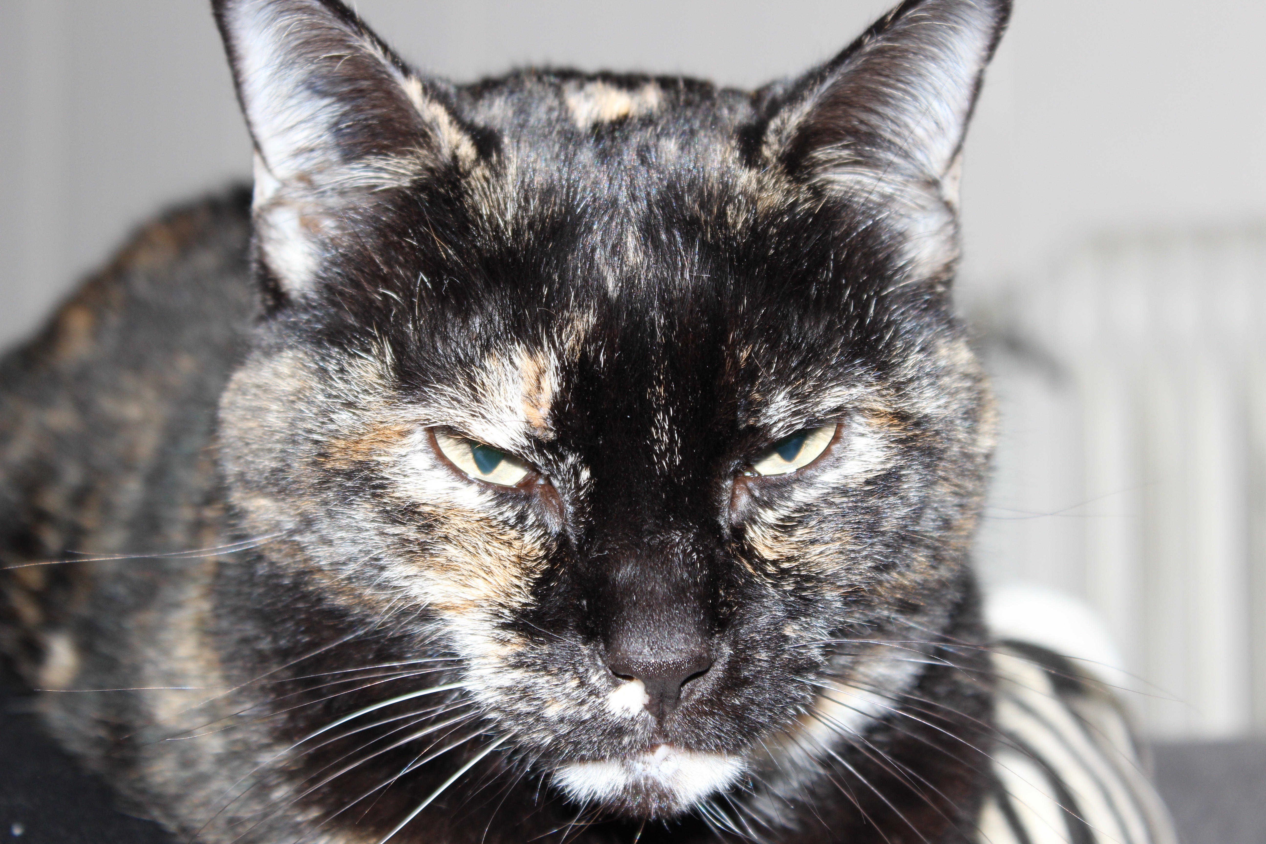 Nouvelle Echelle D Evaluation De La Douleur Chez Le Chat