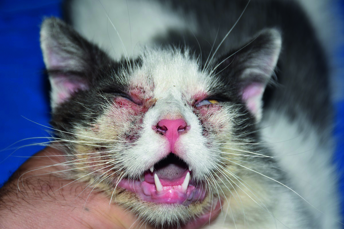 La Ciclosporine En Dermatologie Feline Du Mode D Action A L Utilisation En Pratique