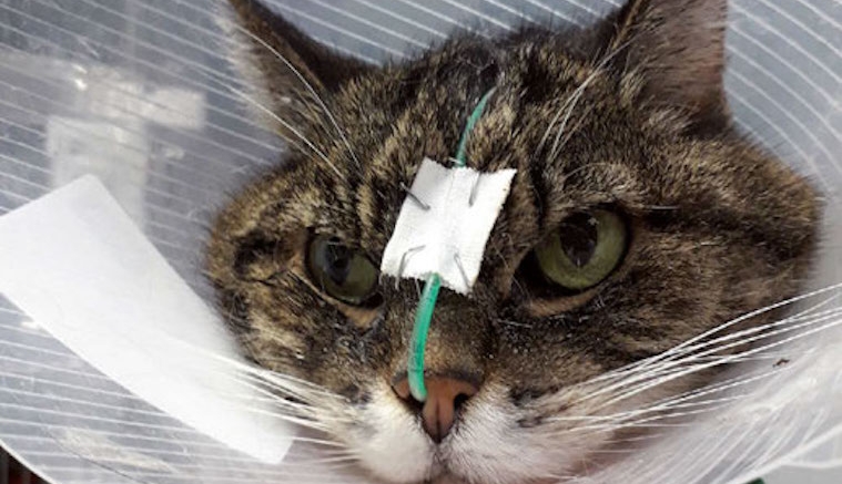 Traiter La Pancreatite Feline