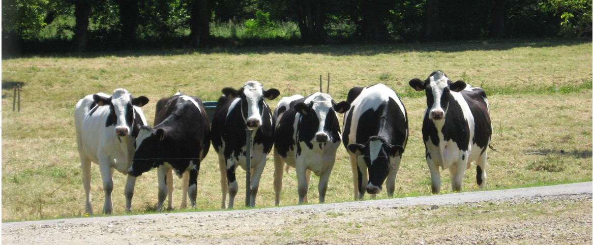 Mammite Et Utilisation D Un Produit Intra Mammaire Hors Lactation Chez La Vache Quel Est Votre Avis