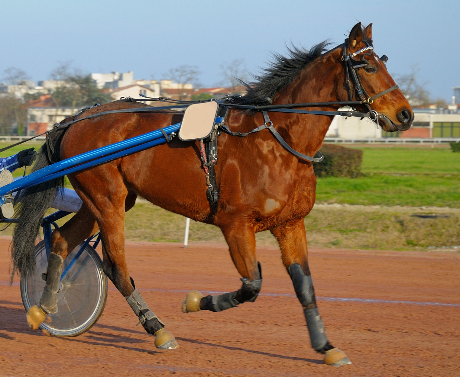 Nouveau Protocole De Vaccination Grippe Et Rhinopneumonie Pour Les Trotteurs