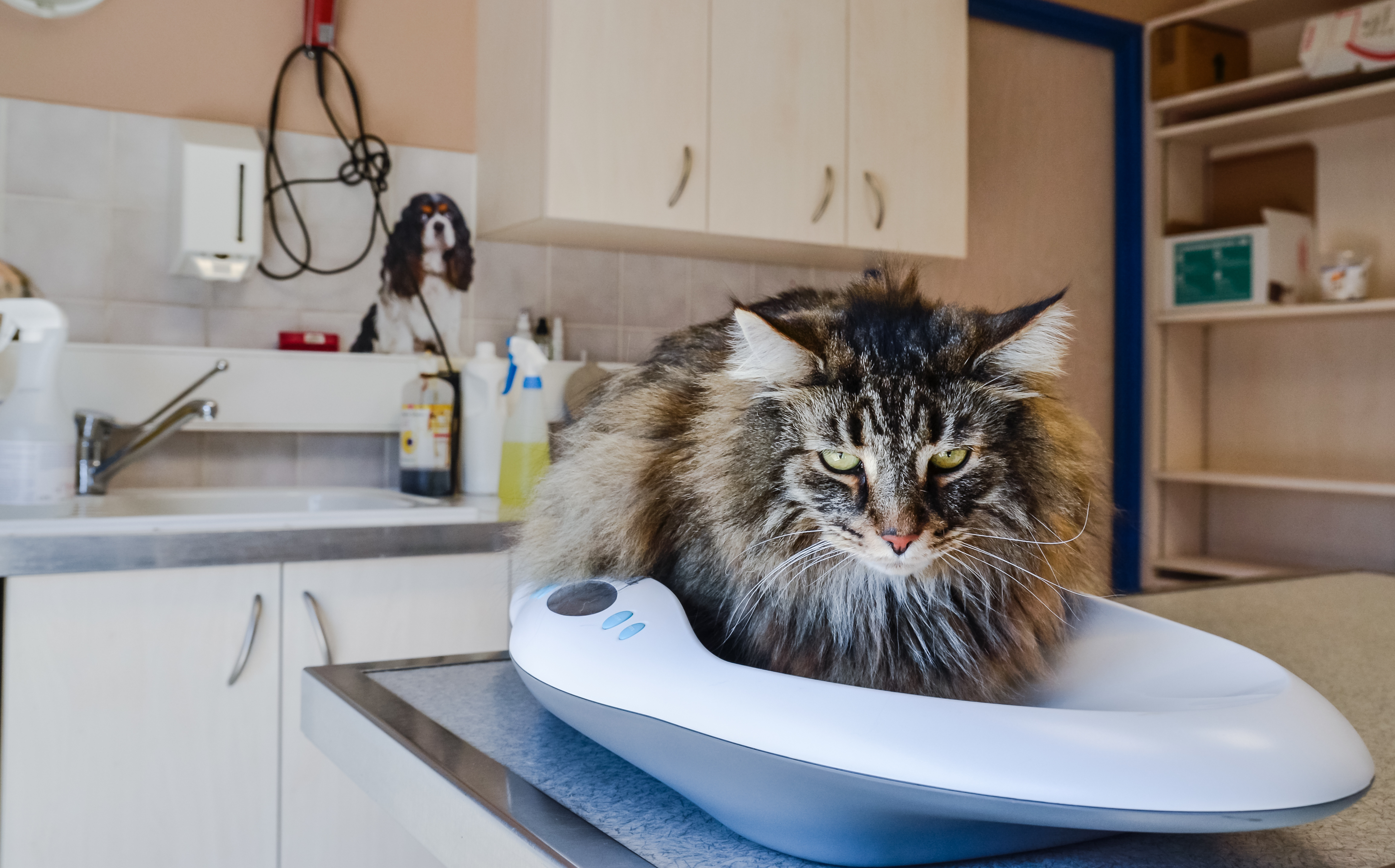 Ictere Du Chat Un Symptome Assez Specifique Mais Peu Sensible