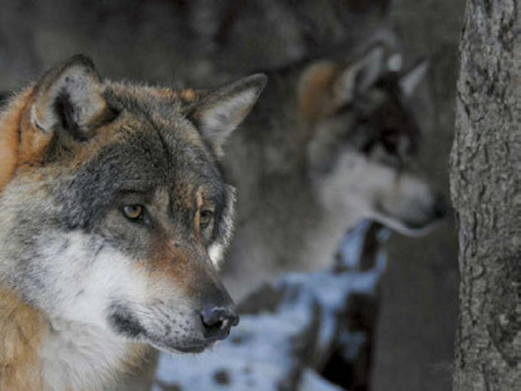 Où et comment le loup est devenu chien ? Du loup au chien