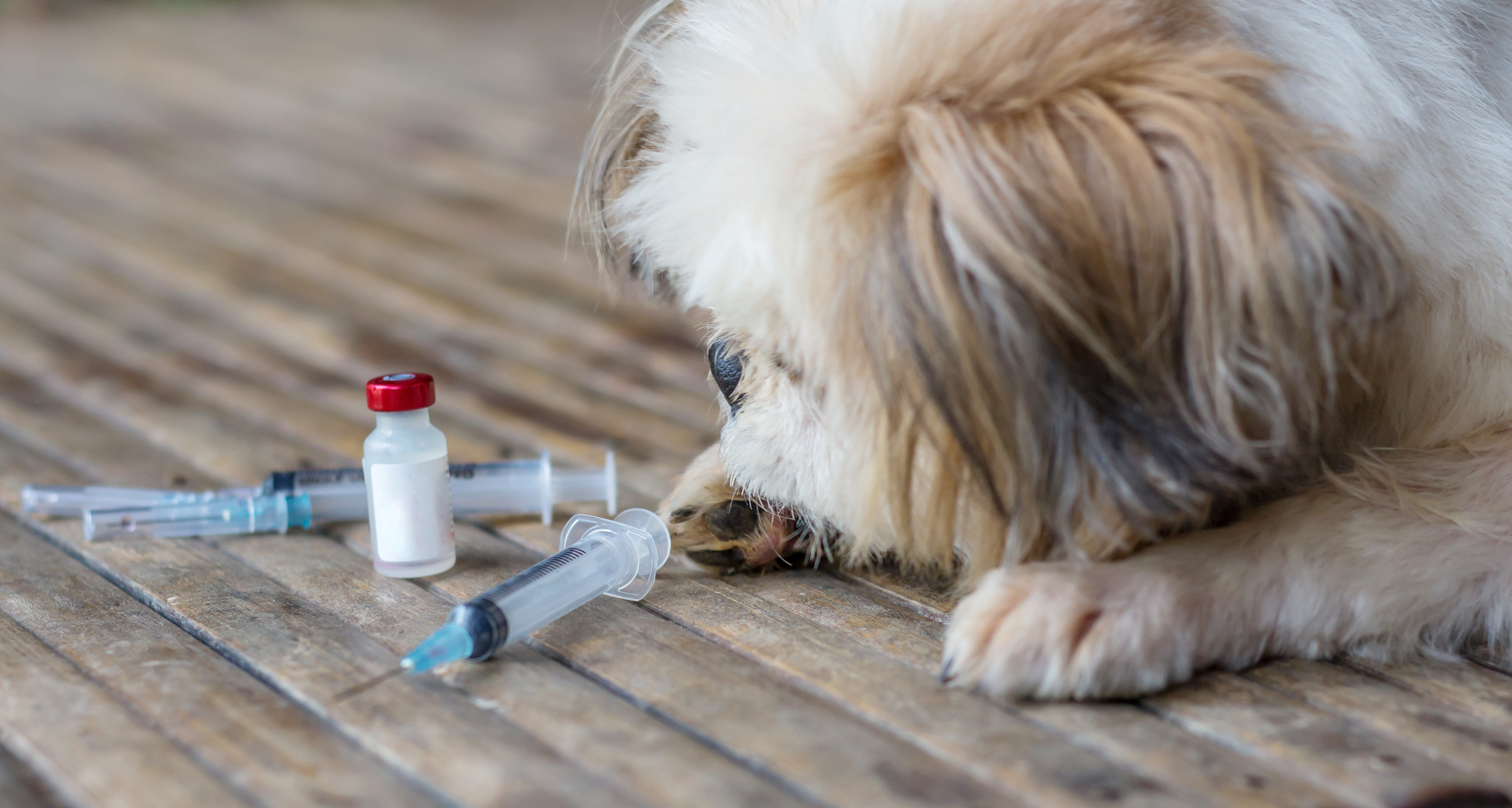 Covid 19 Quel Impact Sur La Vaccination De Nos Carnivores Domestiques