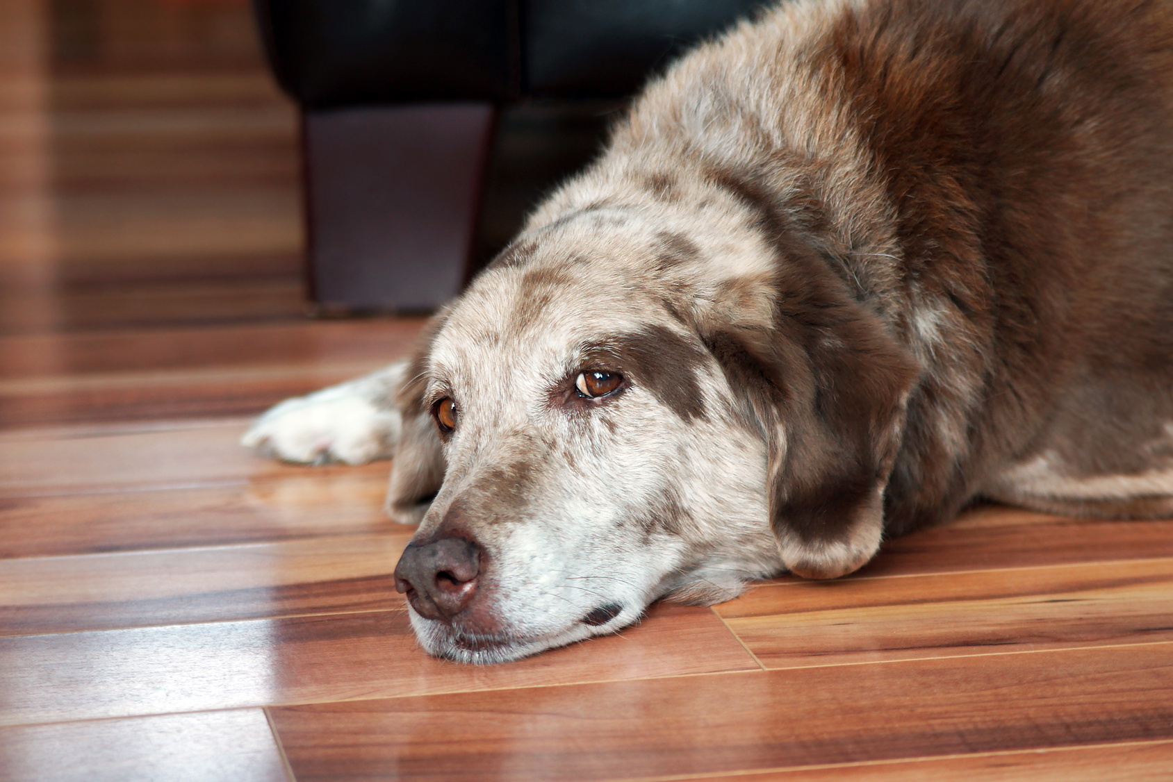 Diabète du chien et du chat : rupture du0027approvisionnement de Prozinc