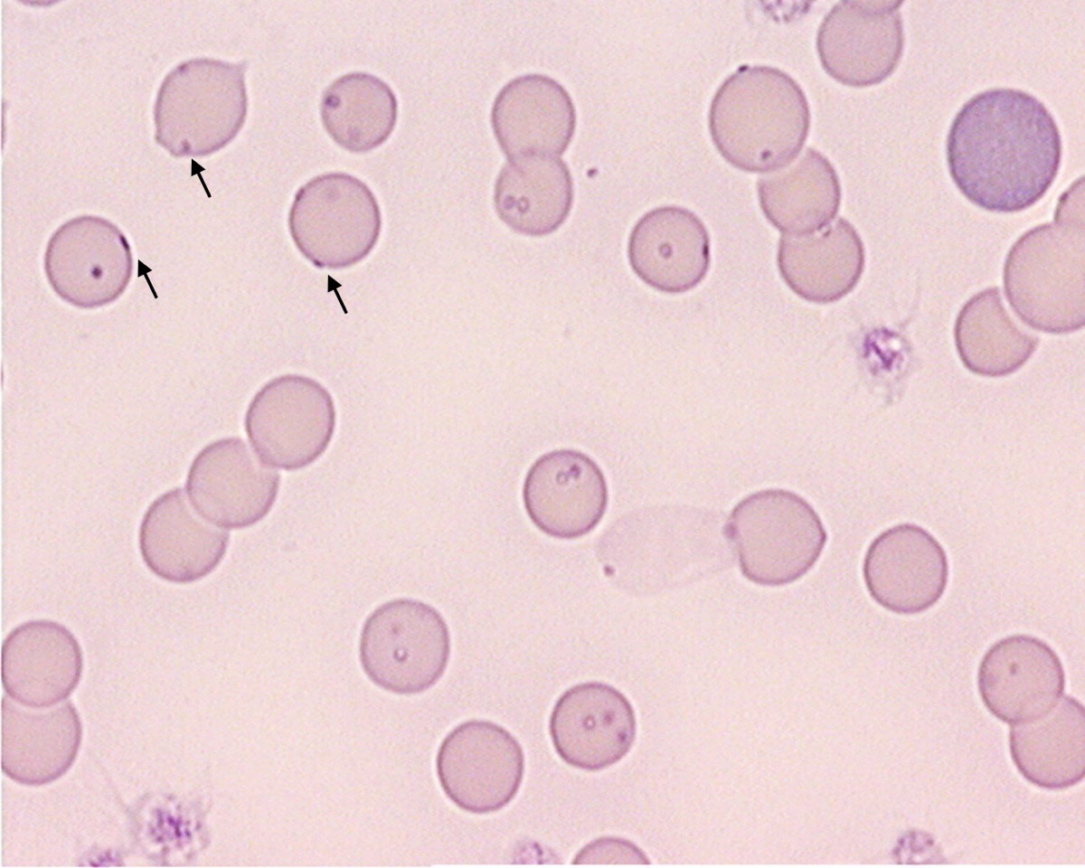 Nouveautes Relatives Aux Hemoplasmes Chez Les Carnivores Domestiques De La Definition Au Traitement