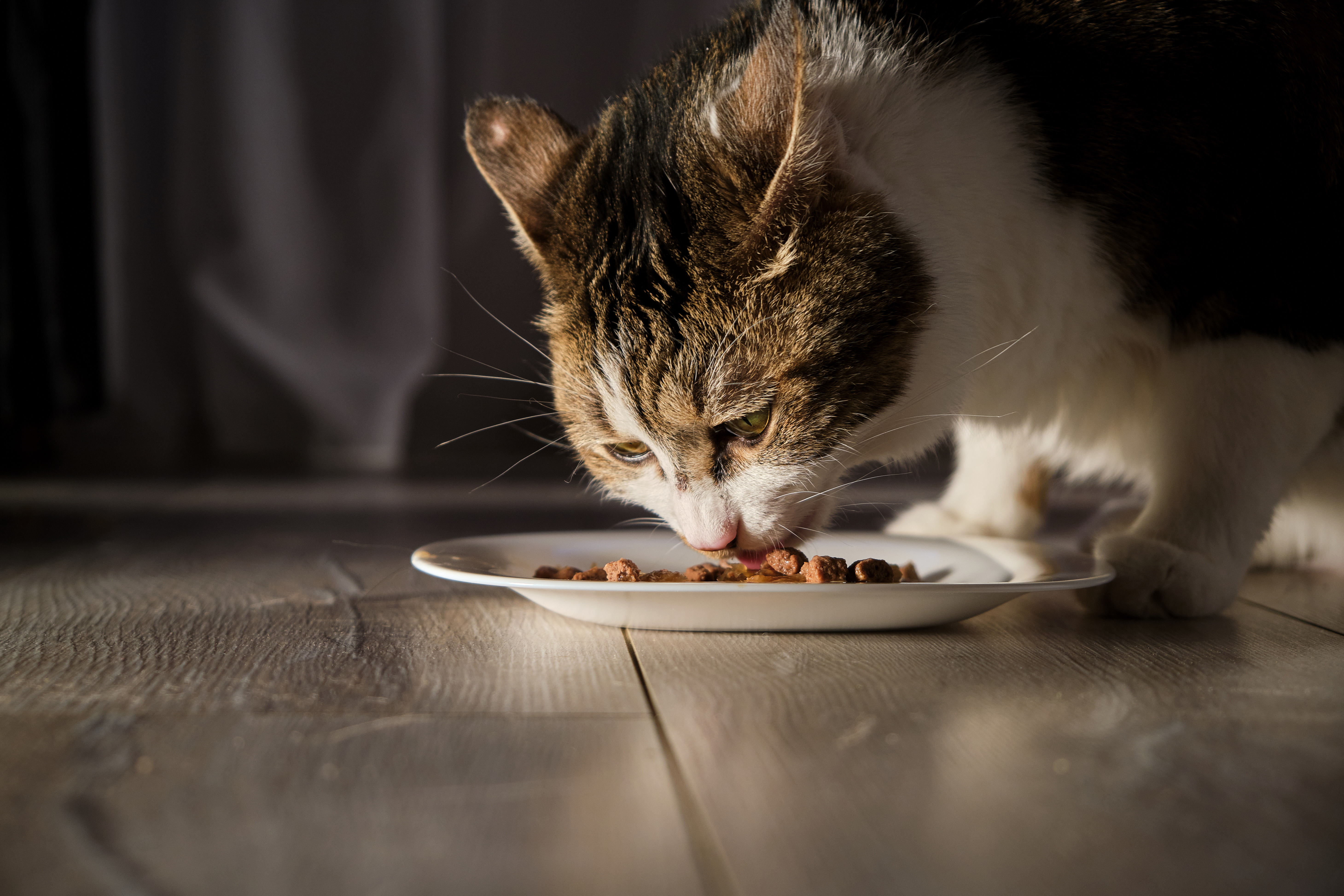 Alimentation vegan des animaux de compagnie une tendance