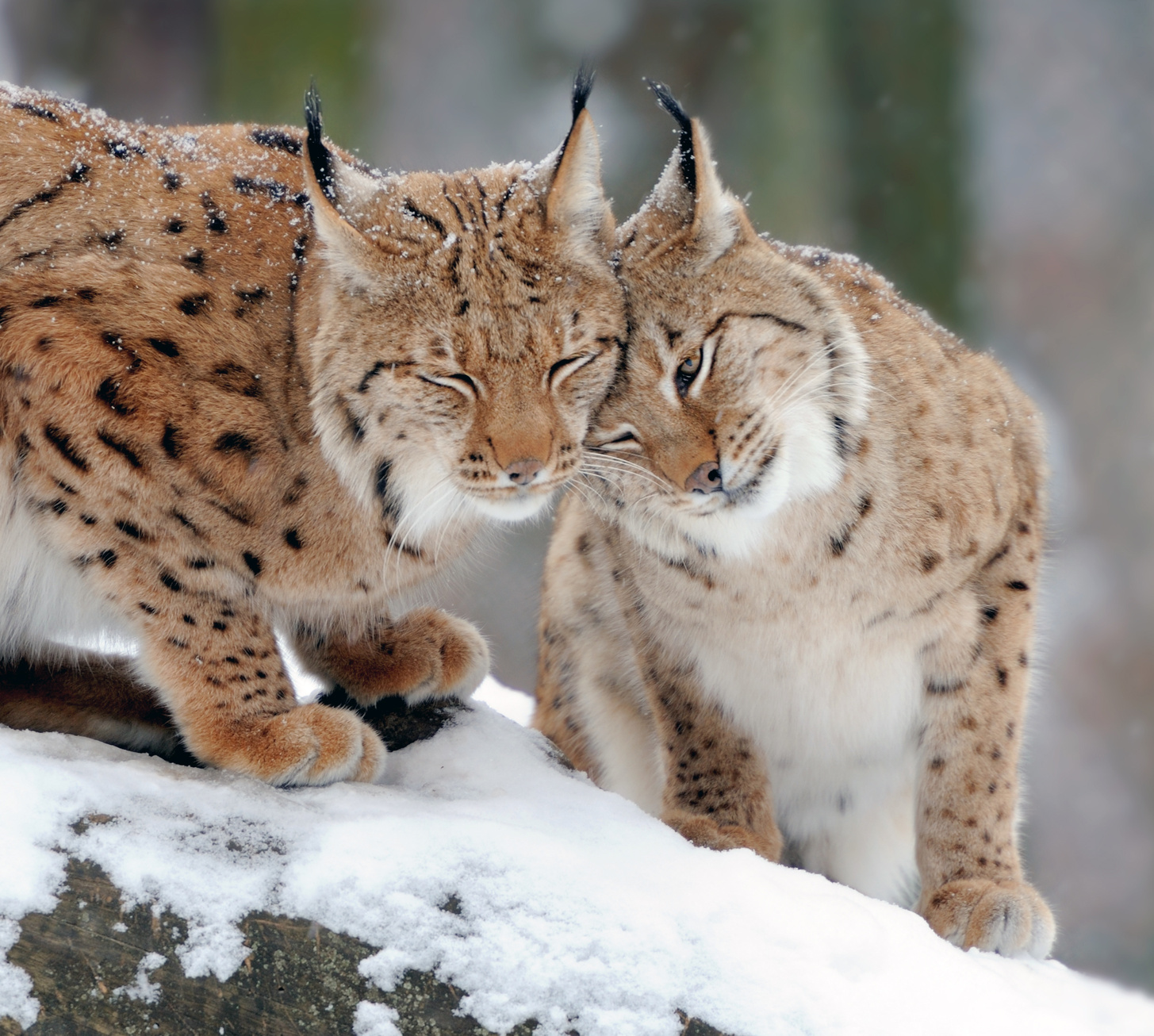 Lynx : le point sur la situation en France et en EuropeEspèces