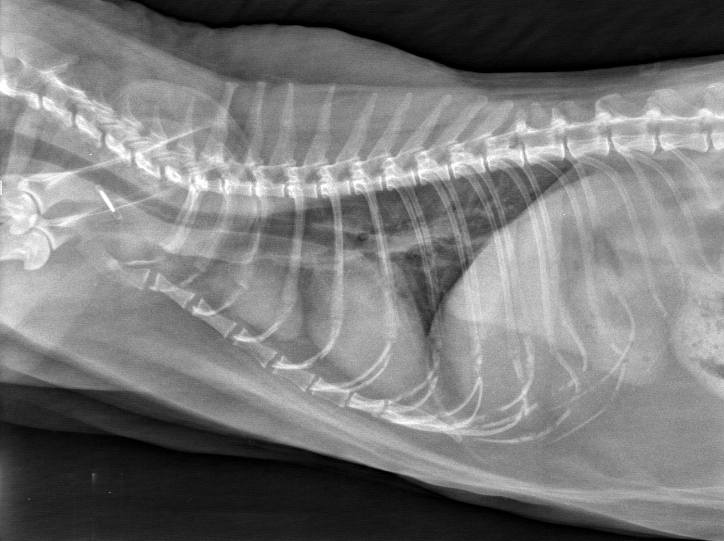 Masse Mediastinale Decouverte Fortuitement Chez Un Chat Quel Est Votre Diagnostic