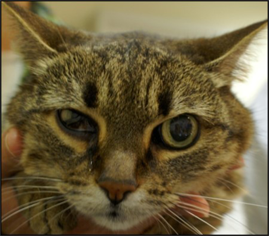 Non L Otite Feline N Est Pas Obligatoirement Due A La Gale Auriculaire