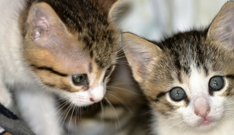 Péritonite infectieuse féline : modalités thérapeutiques