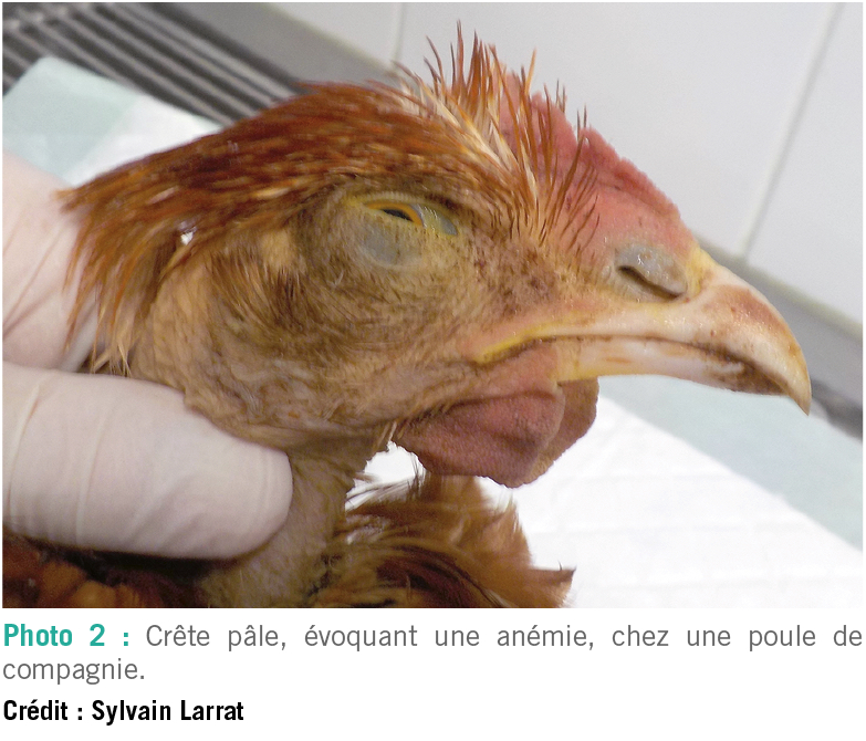 La consultation de la poule de compagnie