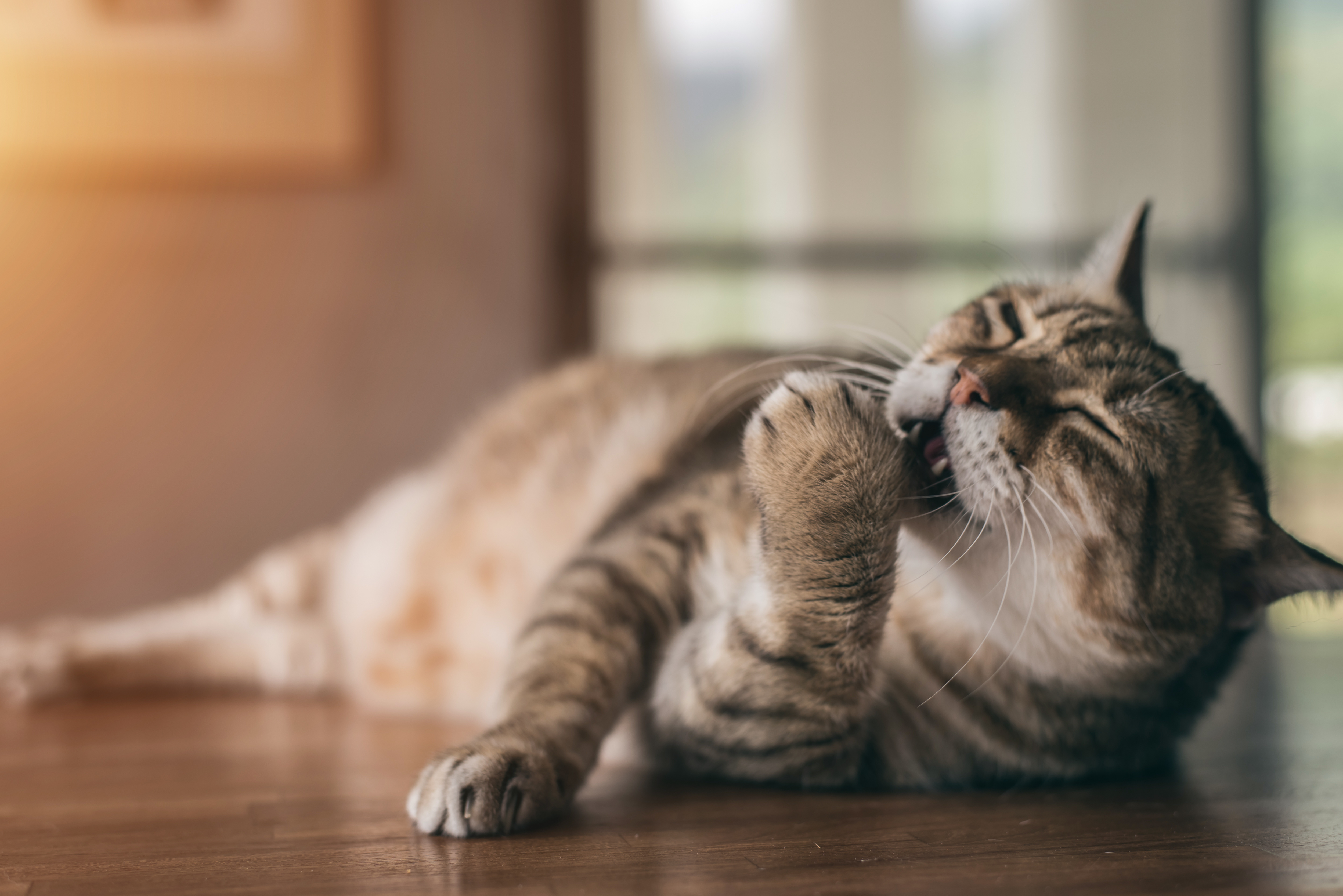 Le Chiffre Du Mois L Age Median De Deces Est De 12 3 Ans Chez Le Chien Et De 10 6 Ans Chez Le Chat