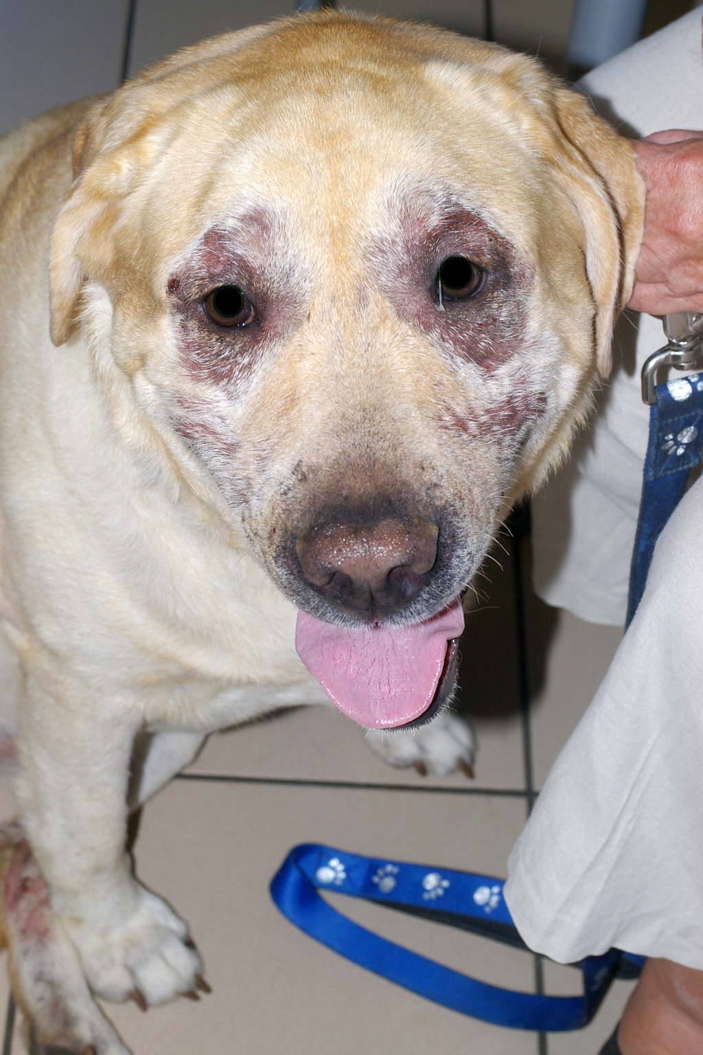 Dermatite atopique du chien : attention aux pièges diagnostiques