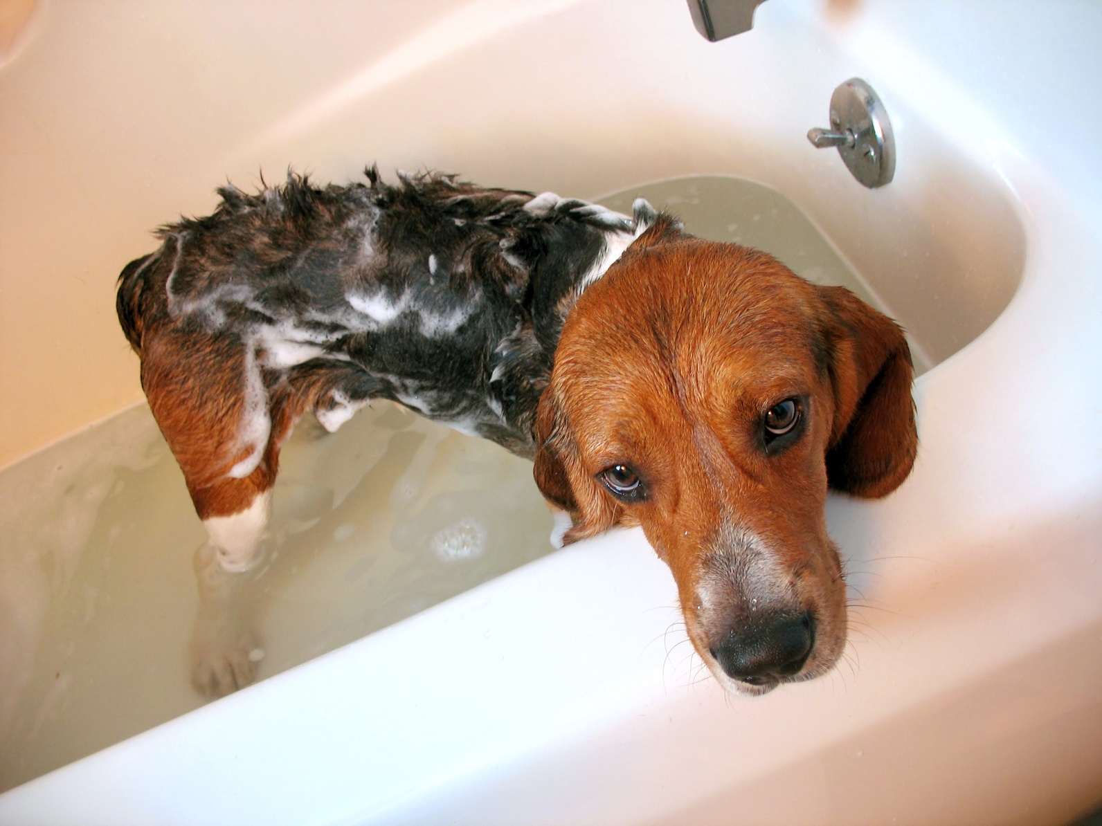 Щенок воняет. Собака в ванной. Ванна для собак. Для мытья собаки в ванной. Собака моется.
