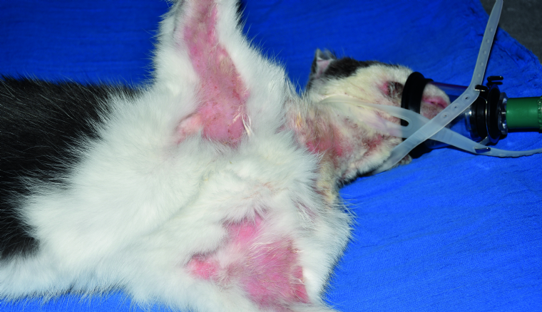 Dermatites A Malassezia Spp Du Chat Le Traitement