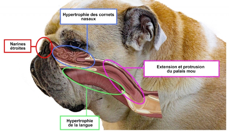 Une étude précise la forme des cavités nasales et les adaptations ...