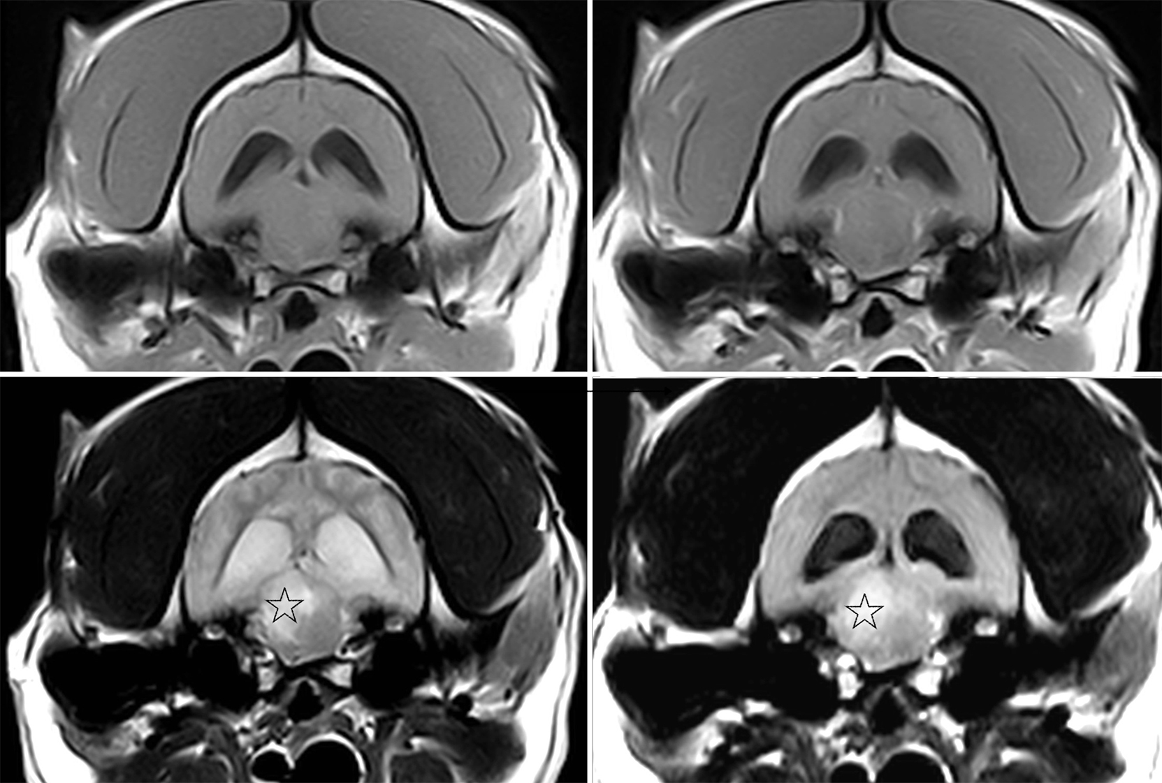 Syndrome vestibulaire du chien démarche diagnostique et prise en charge en urgence