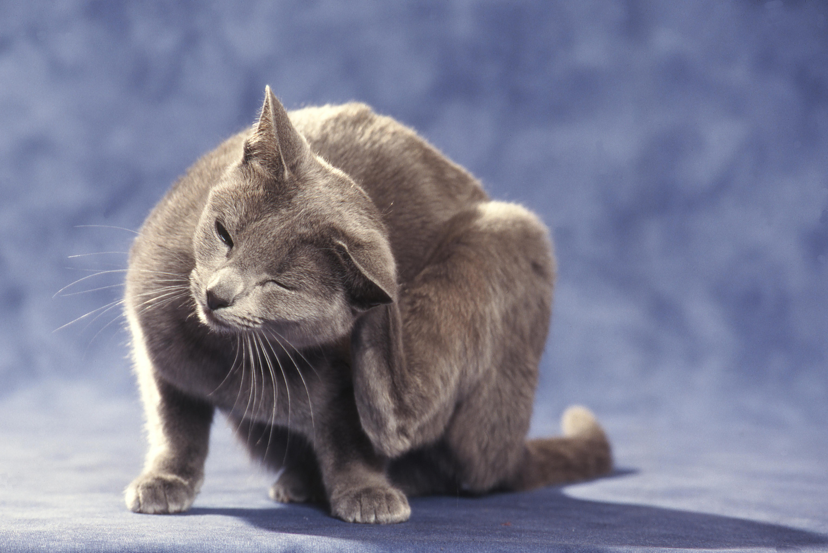 Identification Des Carnivores Domestiques Le Rattrapage Des Chats Se Poursuit