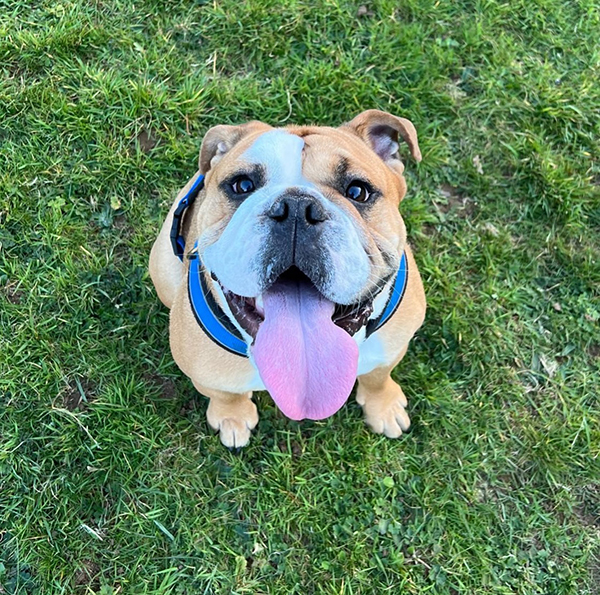 Royaume-Uni : la santé du bulldog anglais est moins bonne que