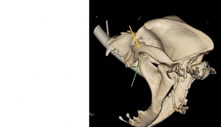 Luxation de la mâchoire chez un boxer : quel est votre diagnostic
