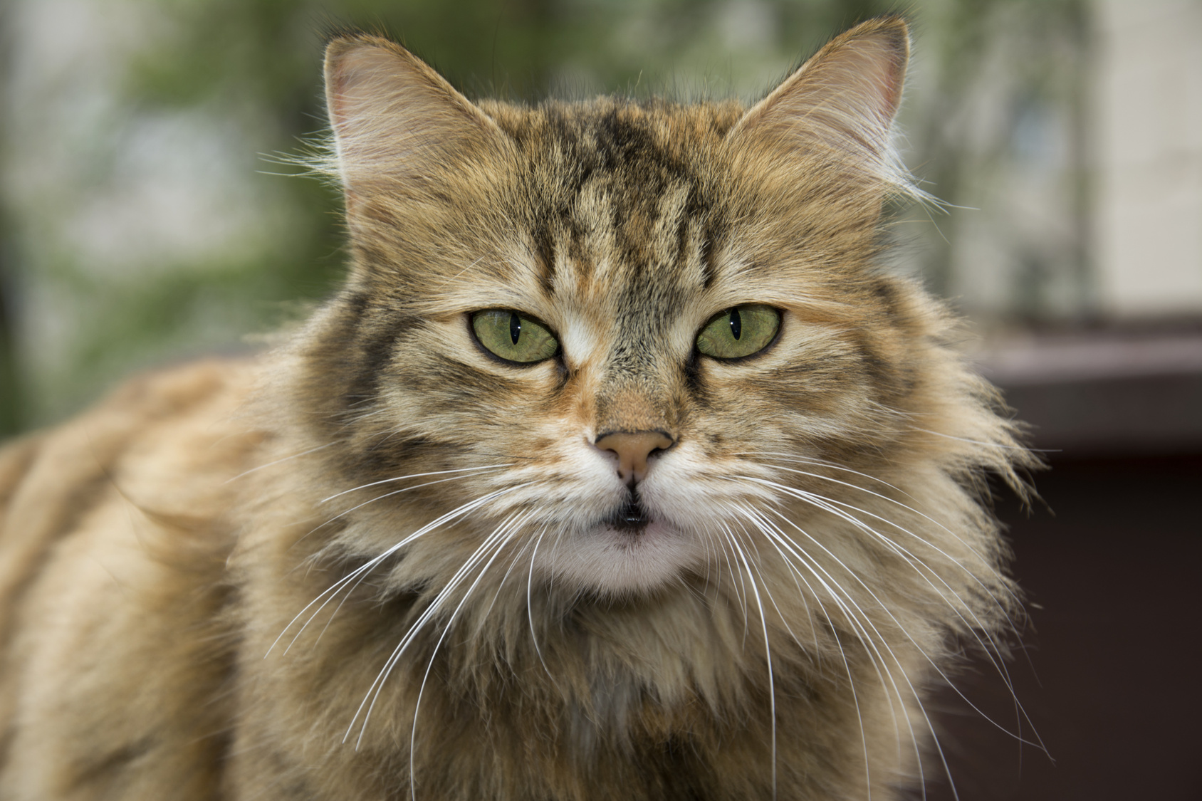 🐱 Le chat est le remède anti-stress 