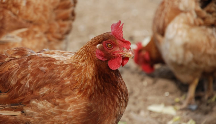 Pneumovirus chez la poule : Nemovac en rupture jusqu'à février ou juin ...