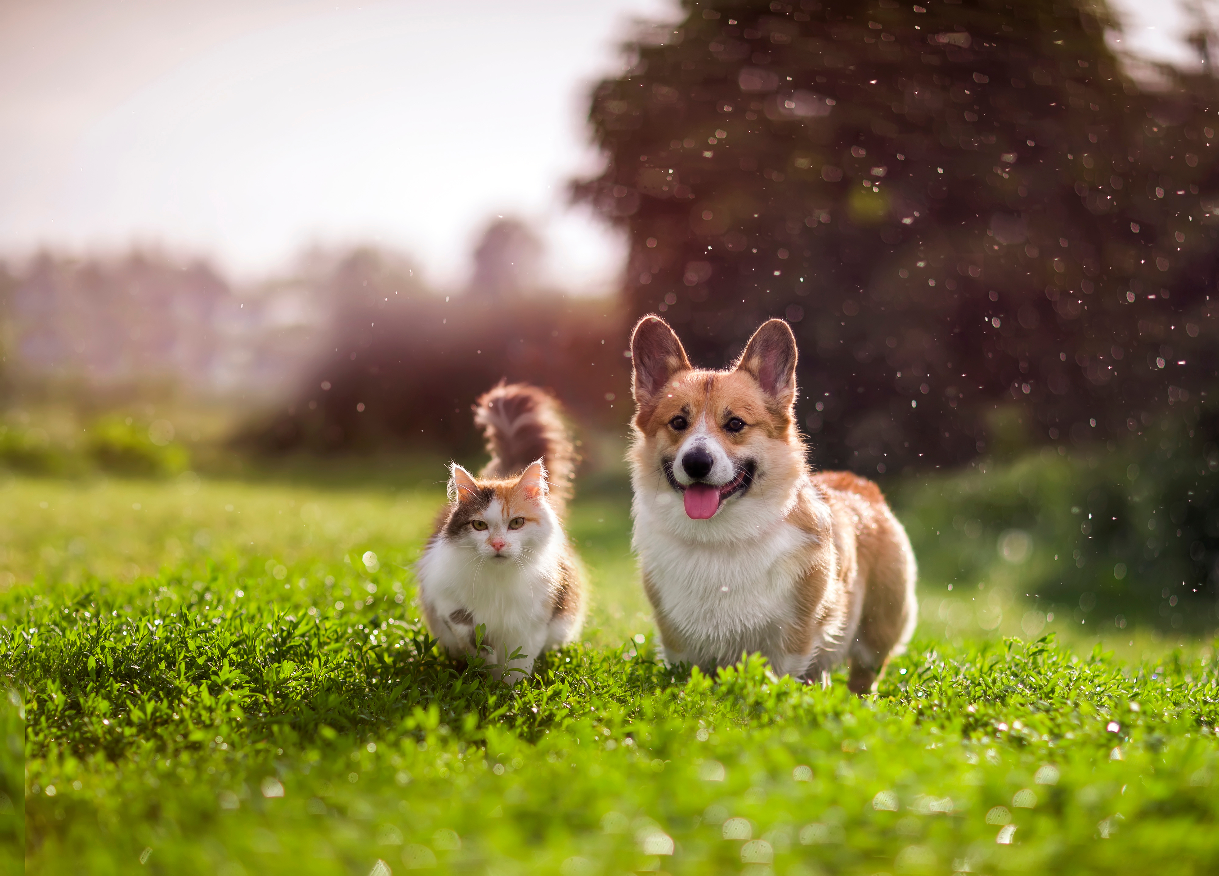 50 % des foyers français ont un animal de compagnie, selon la Facco