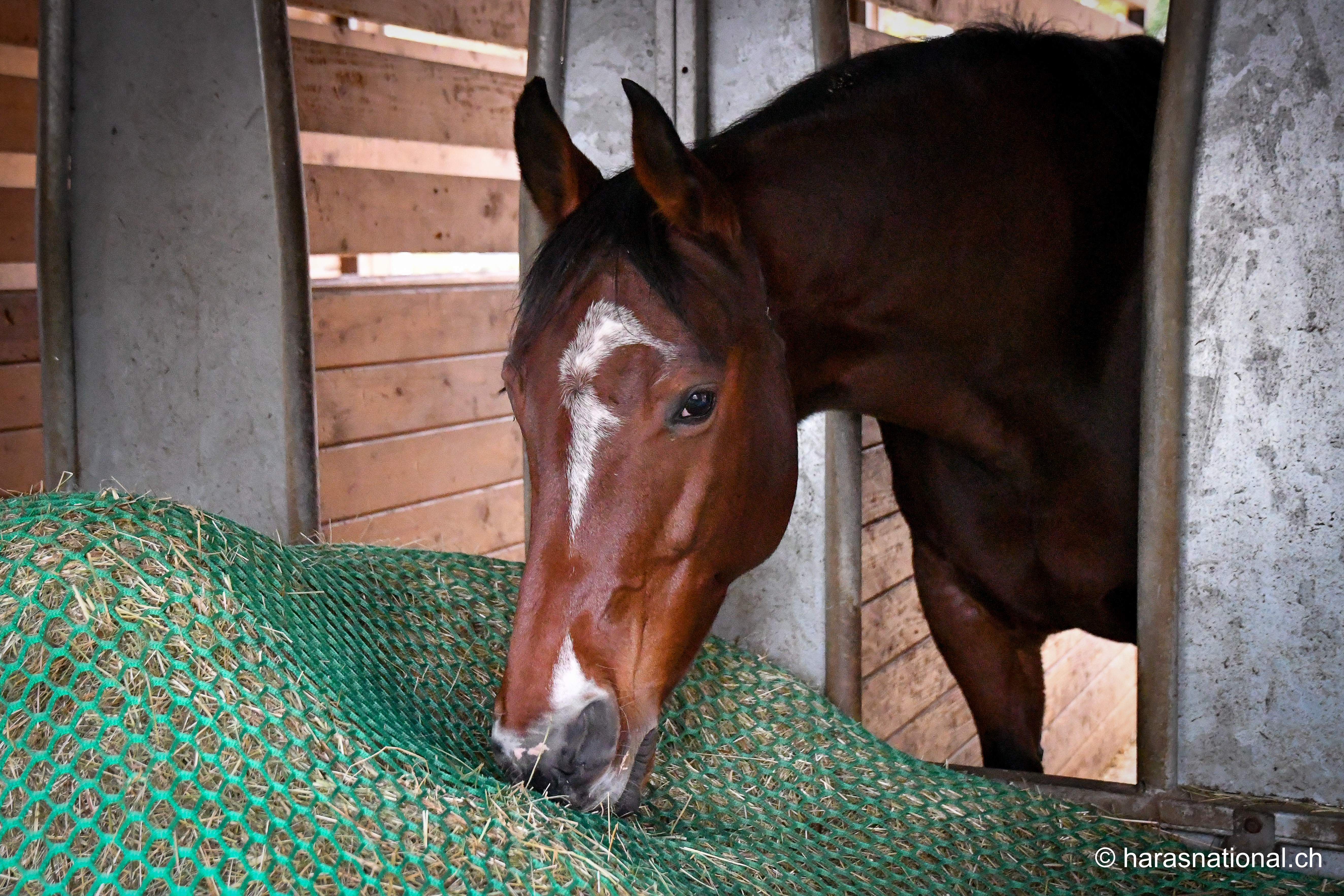 Nouvelle étude sur l'impact du filet à foin - Cheval Magazine