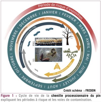 figure1 chenilles dt214