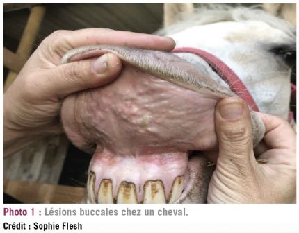 photo1 chenilles dt214