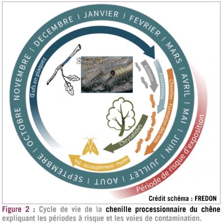 figure2 chenilles dt214
