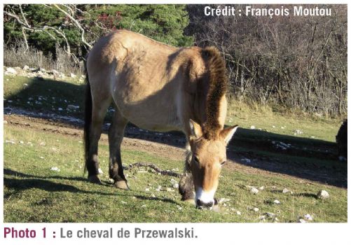 photo1 herbivorie dt215